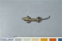 藏品(鉛山壁虎)的圖片